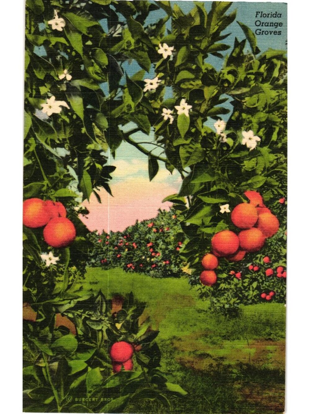 Florida Orange Groves Vintage Linen Postcard Tropical Florida Series 40-F Unused